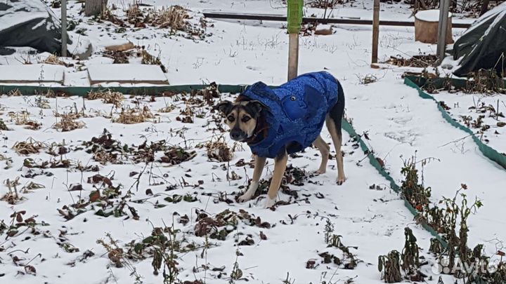 Куртка для собак