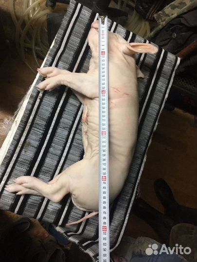 Молочный поросенок на стол