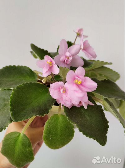 Фиалка розовая