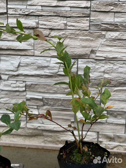 Саженцы голубики 3 летние