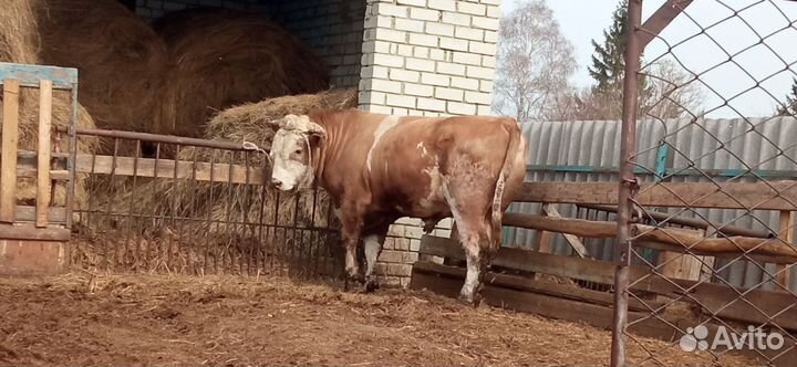 Бык производитель