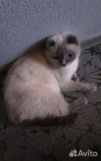 Кошка