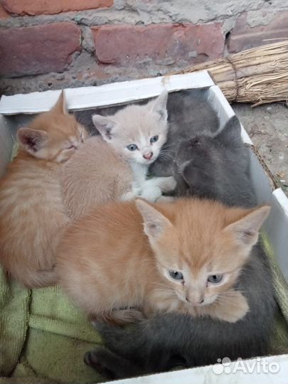 Котята в добрые руки бесплатно