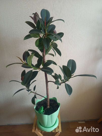 Фикус каучуконосный 95 см