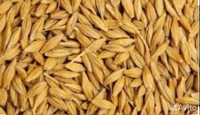 Ячмень,пшеница