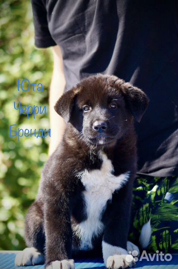 Акита девочка