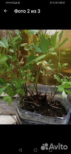 Рассада любистока