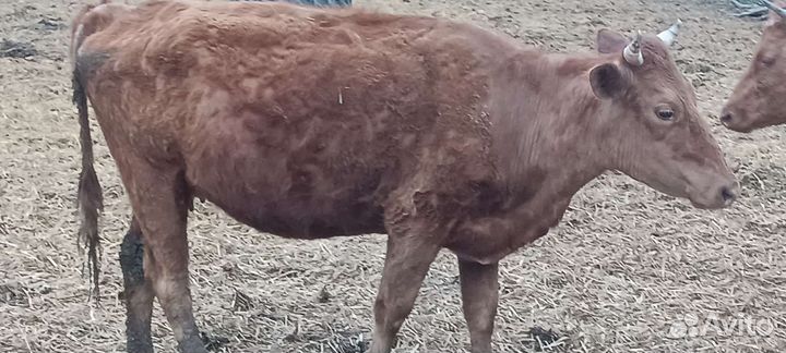 Продам 2 Тёлки