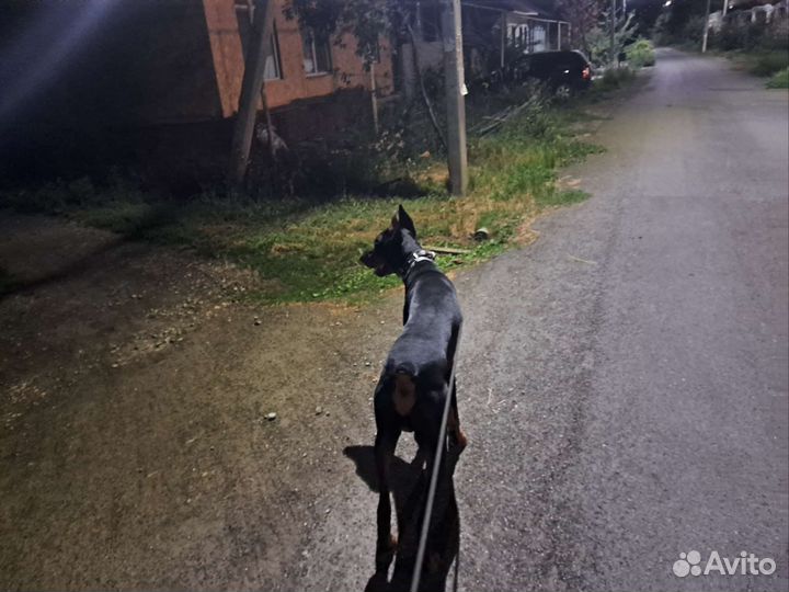 Доберман вязка