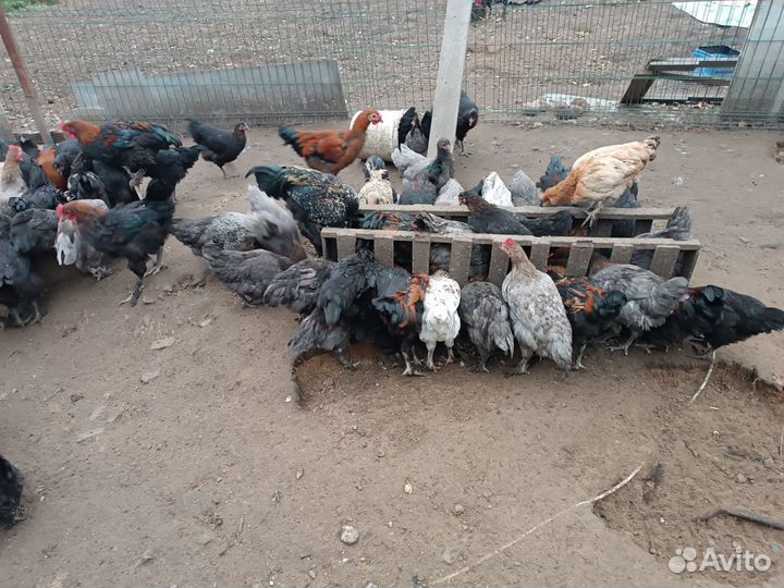 Продаю домашних кур
