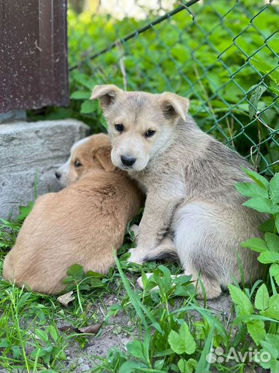 Щенки в добрые руки