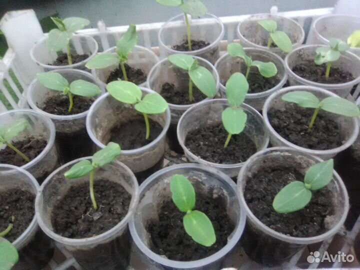 Рассада огурцов