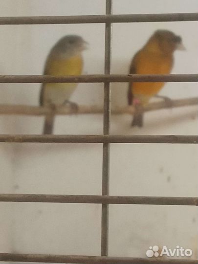 Гибриды огненного чижа и конорейки