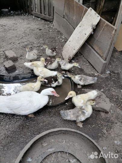 Утята шипуны