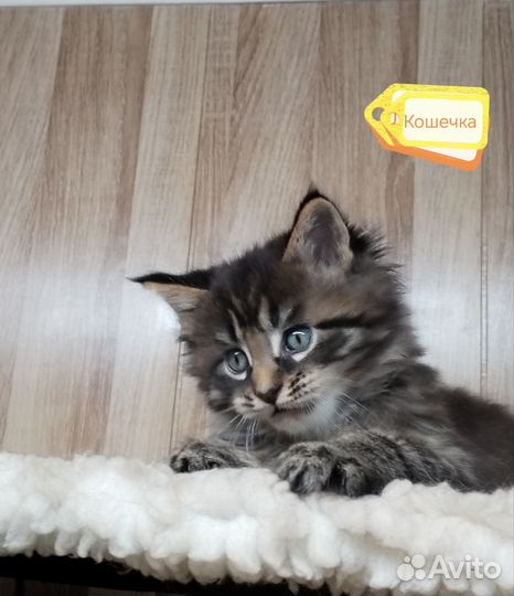 Котята мейн-кун