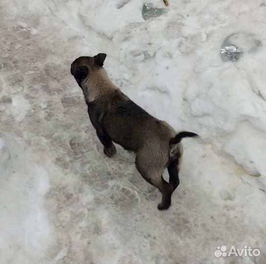 Собака в добрые руки отдам бесплатно