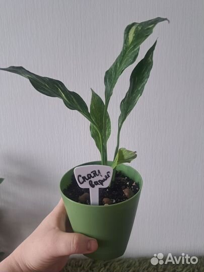 Спатифиллум вариегатный