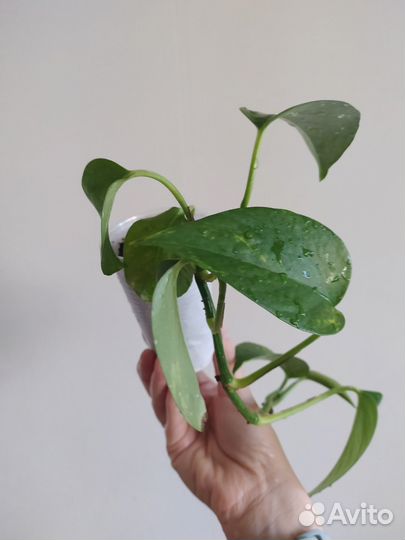 Сциндапсус золотистый