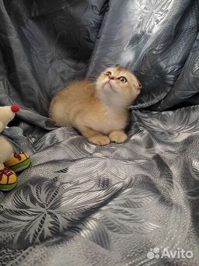 Шотландская