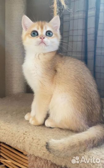 Британские котята золотая шиншилла NY 12