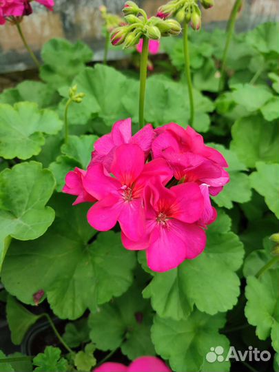 Пеларгония герань