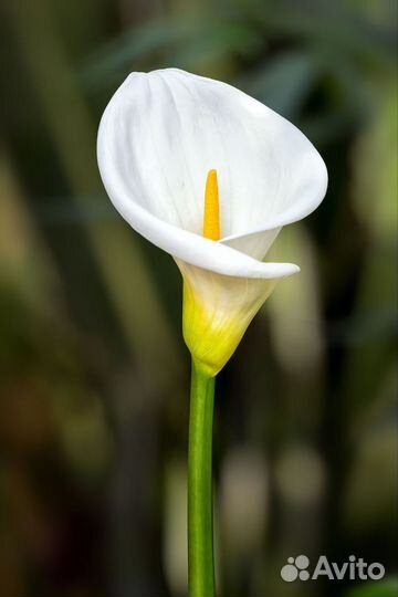 Пеларгония розебудная, калла