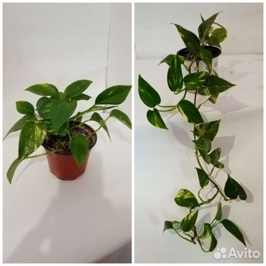 Комнатные цветы