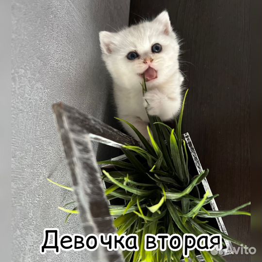 Шотландский котенок, девочка. шиншилла золото