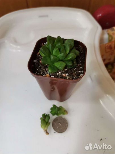 Суккуленты почтой часть 1 из 9