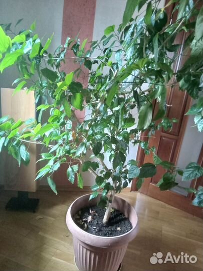 Бенджамина