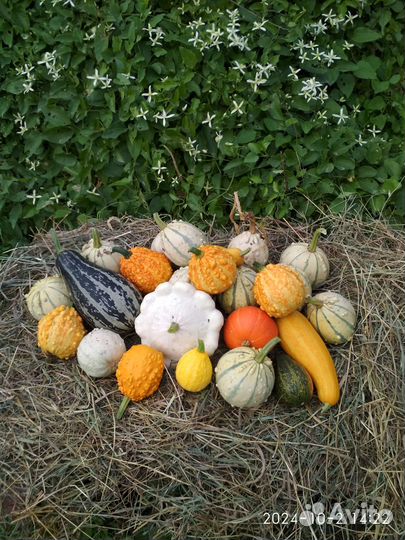 Тыква декоративная