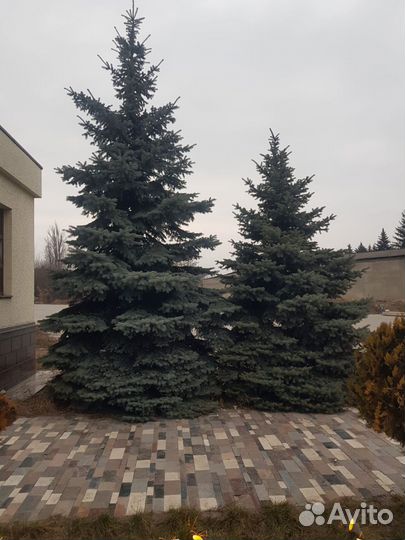 Ель голубая