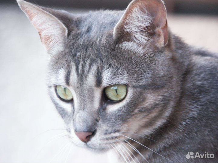 Супер кошка с доставкой