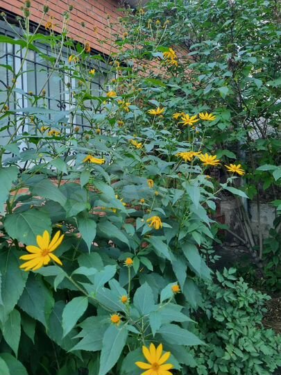 1-к. квартира, 30 м², 1/5 эт.