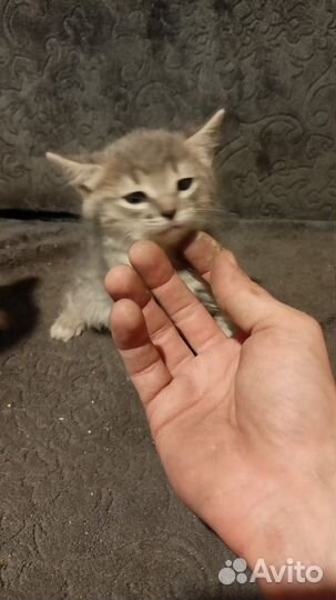 Котята даром