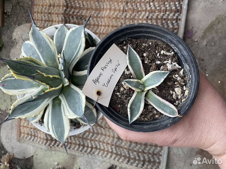 Агава миниатюрная