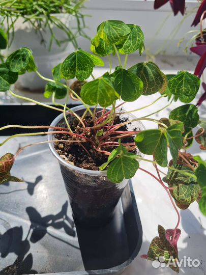 Сортовой Мартианский оксалис- Кислица