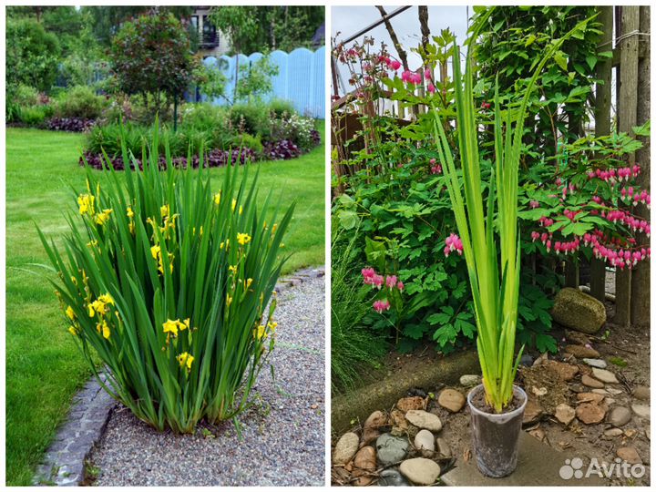 Садовые растения