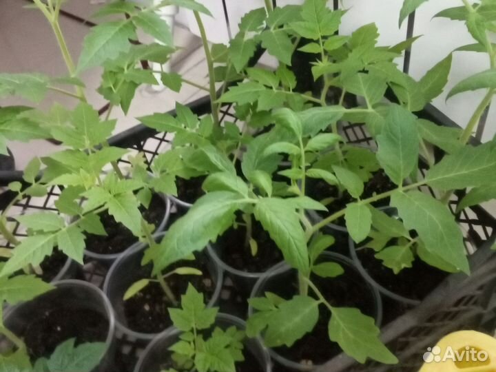 Рассада помидор