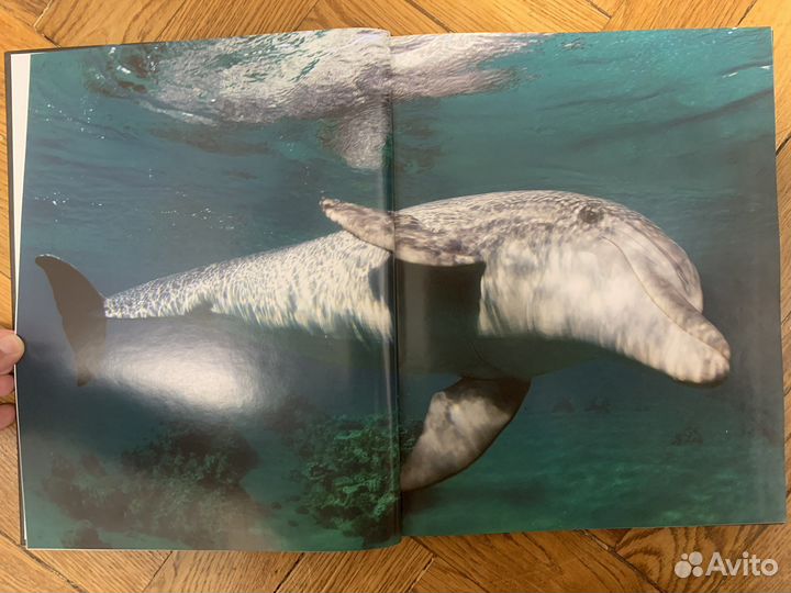 Книга «Быть дельфином»