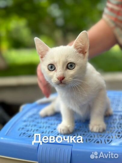 В добрые руки