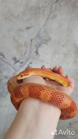 Змея маисовый полоз