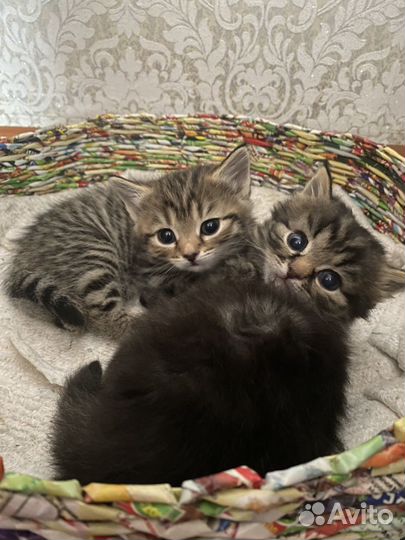 Шотландские котята