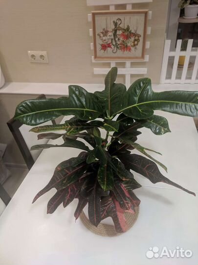 Кодиеум пестрый, фикус каучуконосный