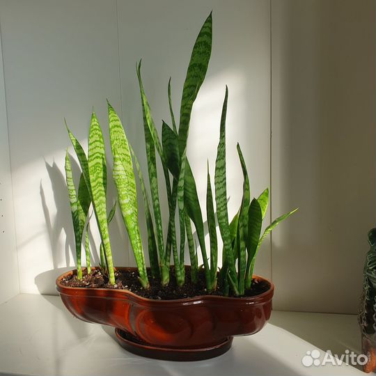 Сансевиерия