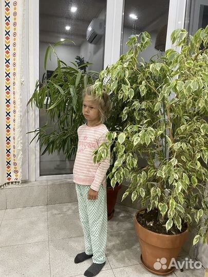 Огромные фикусы Бенджамина и Али