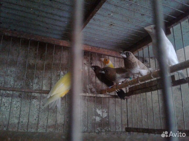 Амадины (гульда, японские)