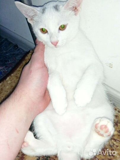 Котенок
