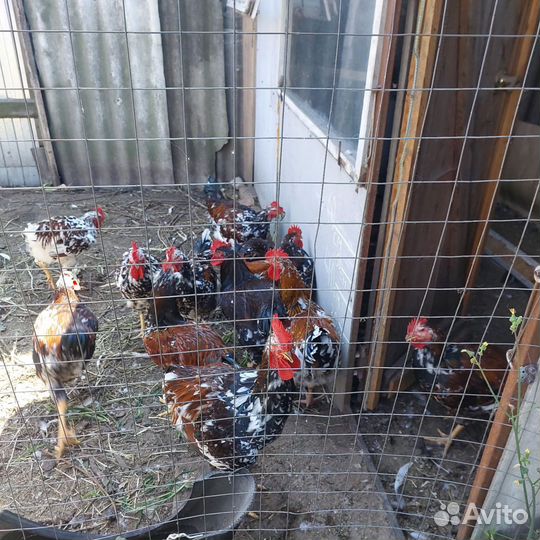 Молодые петухи