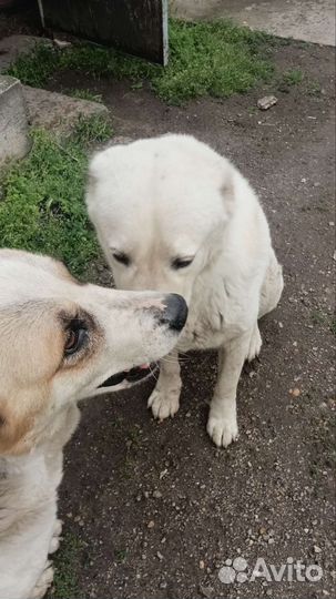 Бронь Среднеазиатская овчарка алабай щенки